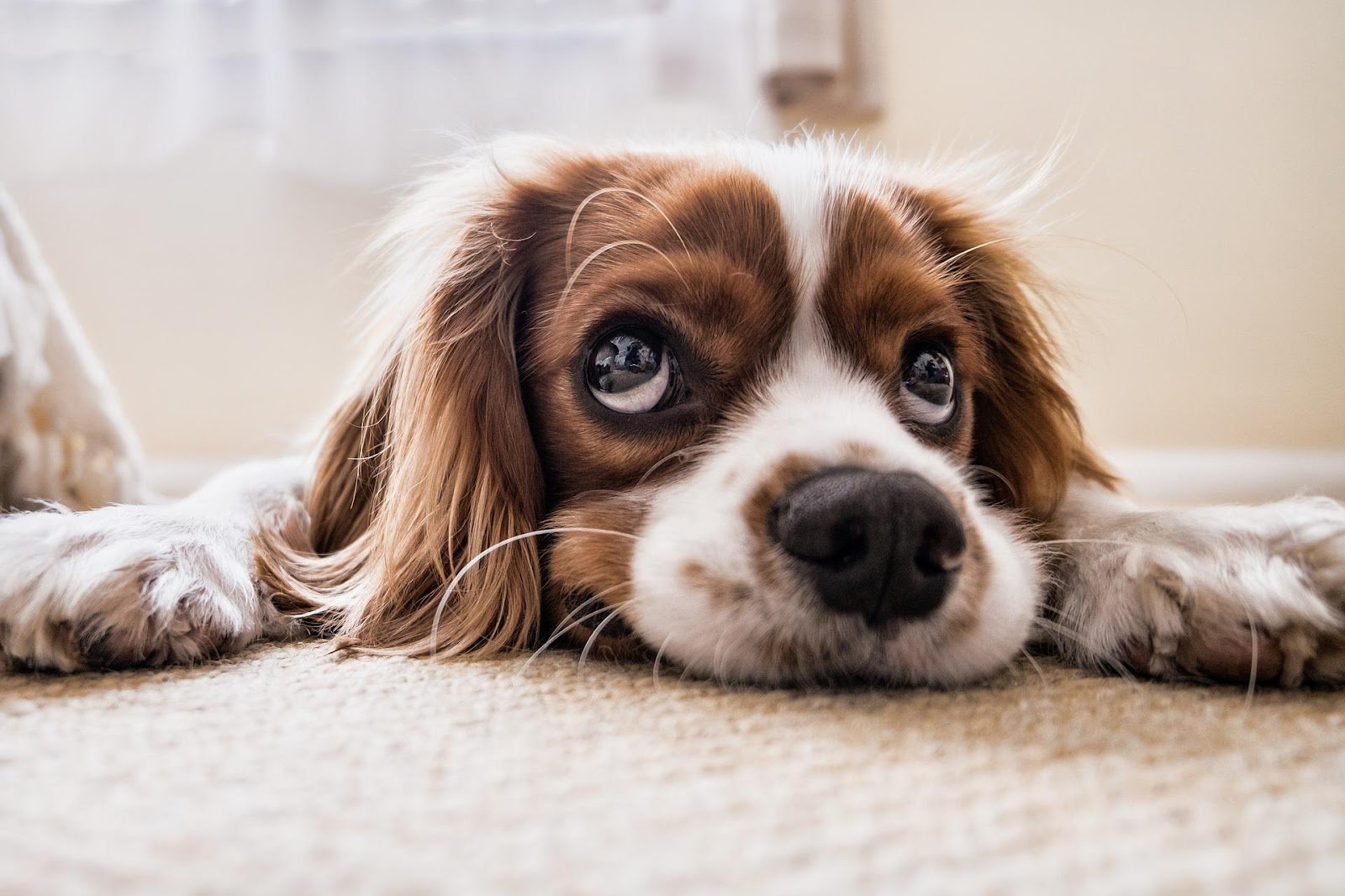 Wie ich besondere Risiken absichere: Hunde, Wohneigentum und mehr